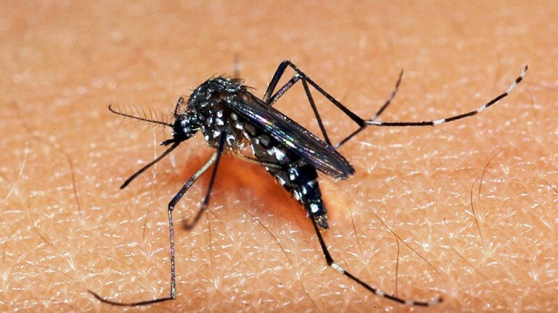 Capa Óbito de indígena pode ser o primeiro relacionado à dengue em Redentora