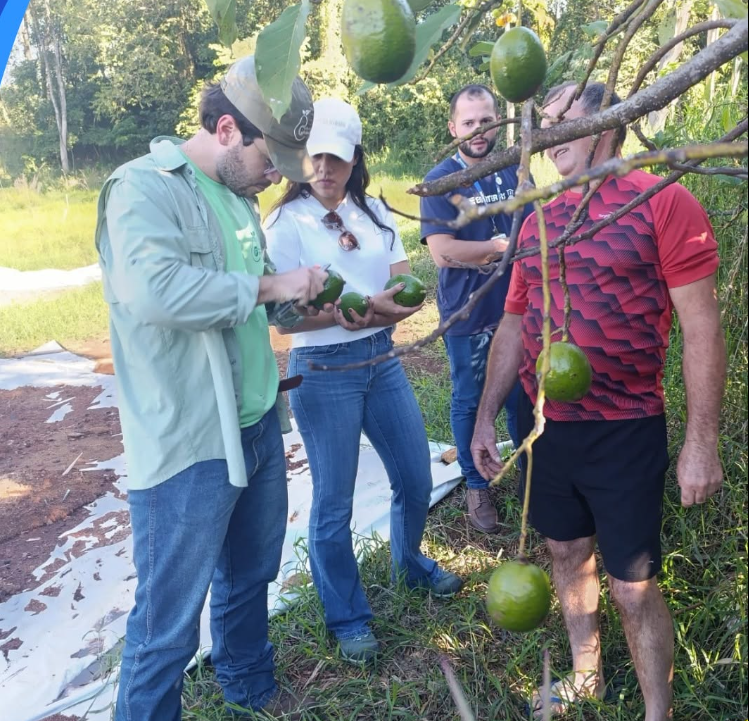 Capa Alpestre inicia projeto para avaliar potencial do cultivo de abacate na agricultura familiar