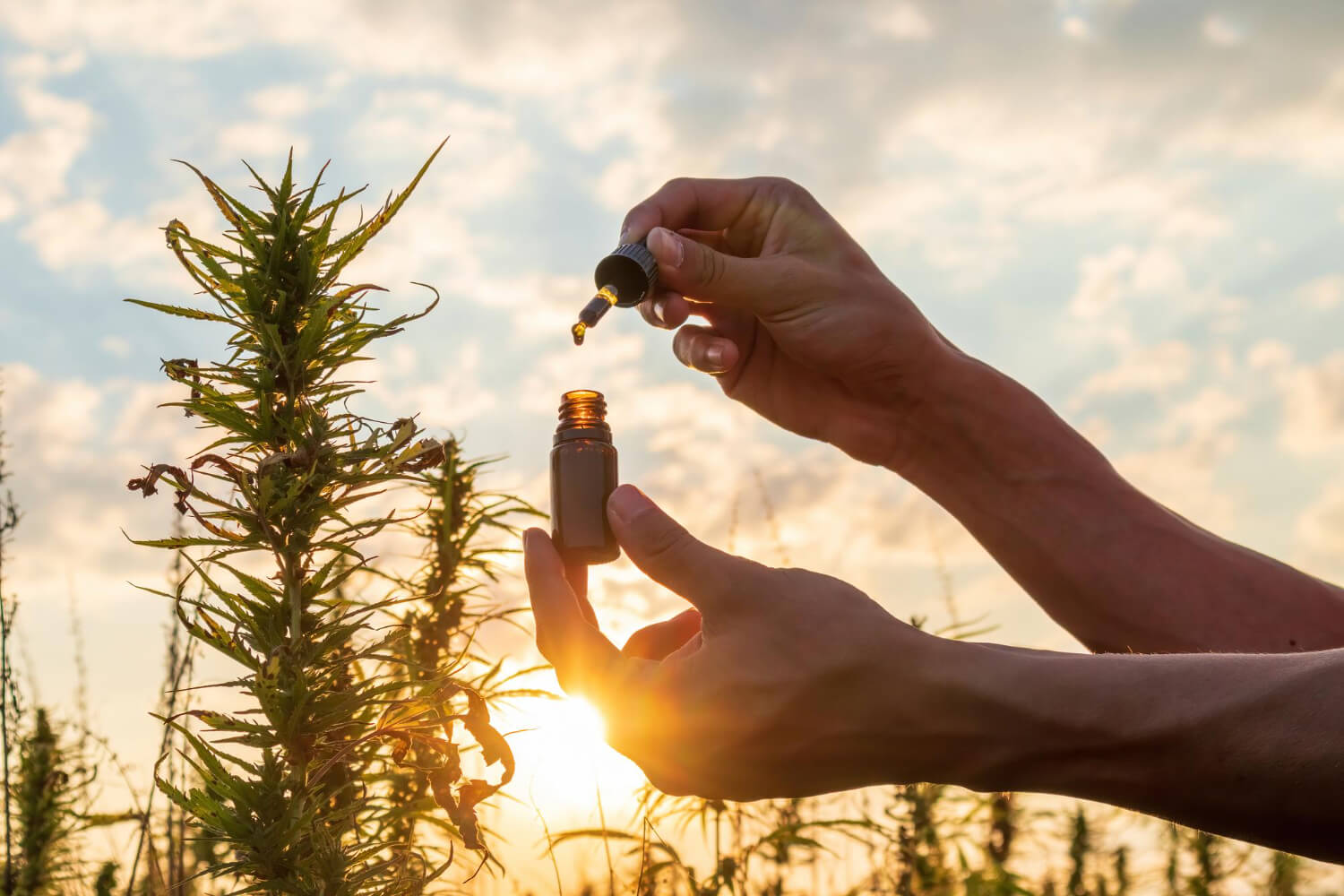 Capa Anvisa aprova cultivo de cannabis para fins medicinais e venda em farmácias de manipulação