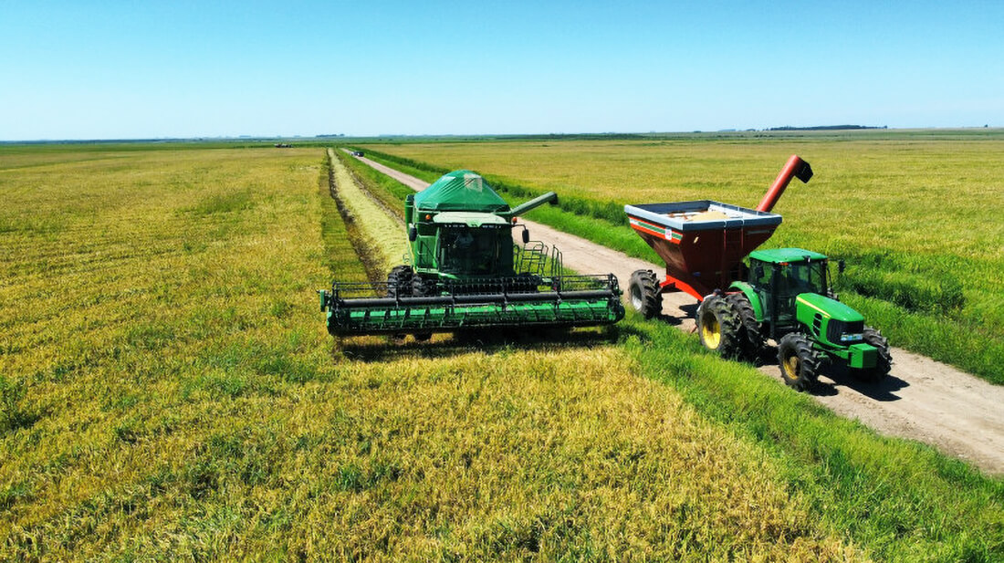 Capa Colheita de arroz se encerra no RS com 7,16 milhões de toneladas