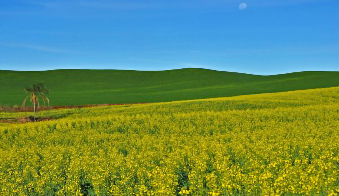 Capa Clima favorece canola e milho no RS, mas chuvas ligam alerta para o trigo