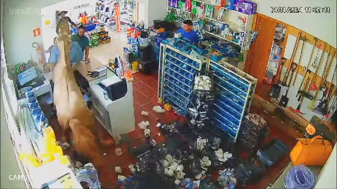 Capa Cavalo invade loja e deixa funcionários feridos em Palmeira das Missões