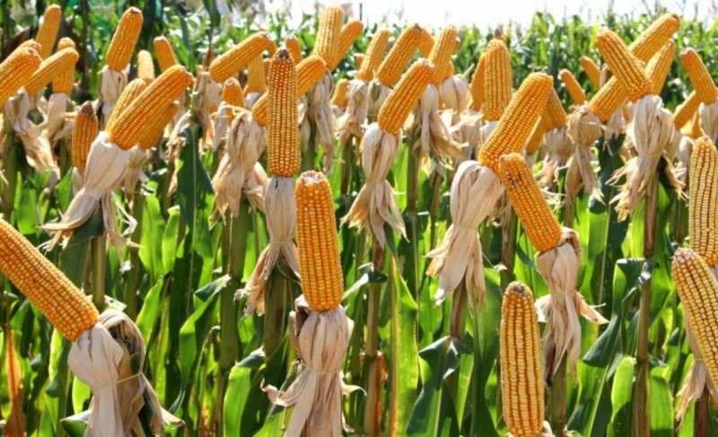 Capa FW: programa Troca-Troca oferece sementes de milho e sorgo