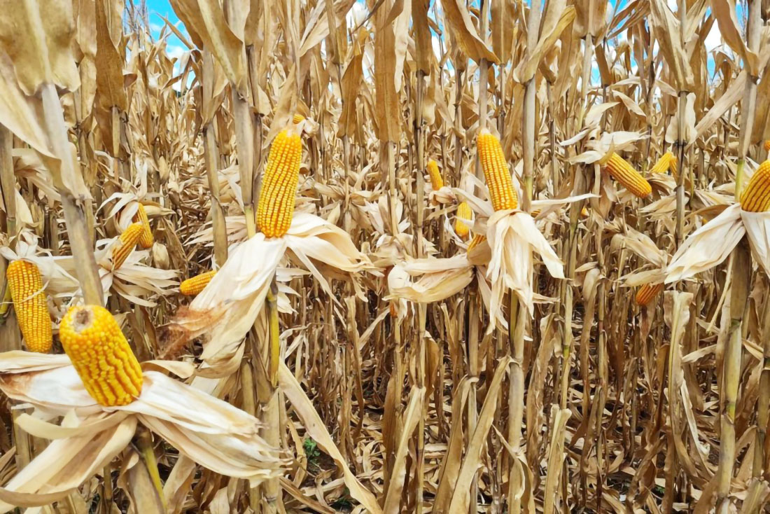 Capa Colheita dos grãos de verão continua no RS, com milho atingindo 64% das lavouras