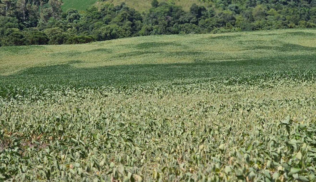 Capa Campinas do Sul deve decretar situação de emergência devido à estiagem