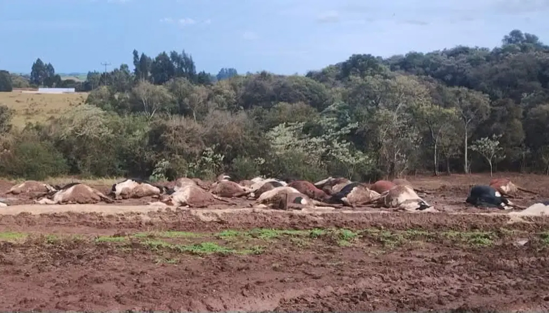 Capa Queda de cabo elétrico causa morte de cerca de 30 vacas no Oeste de SC