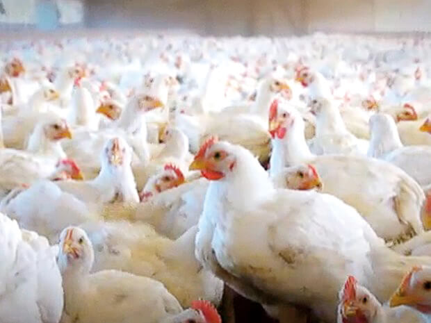 Capa China retira embargo à carne de frango produzida no Rio Grande do Sul