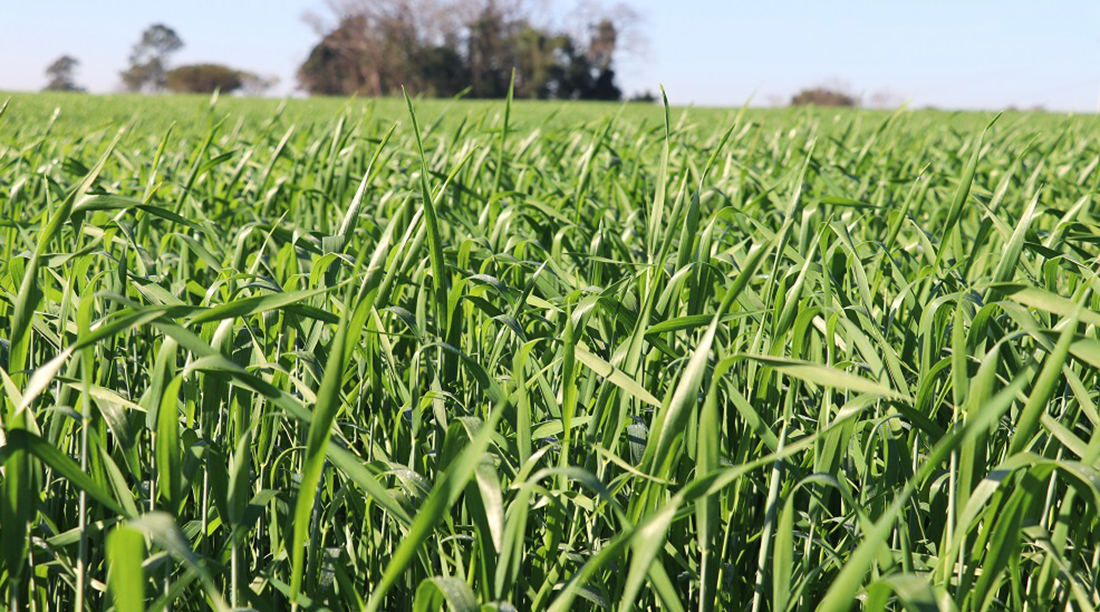 Capa Melhora das condições climáticas favorece a finalização do plantio do trigo