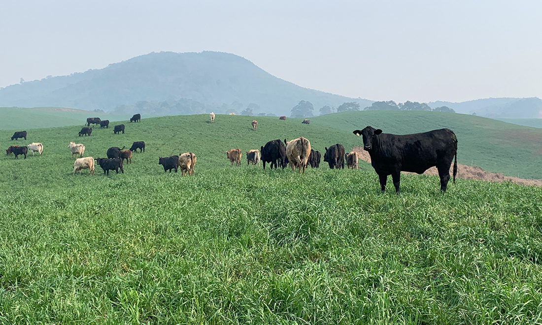 Capa Legislação sobre carbono abre caminho para protagonismo do agro no mercado sustentável