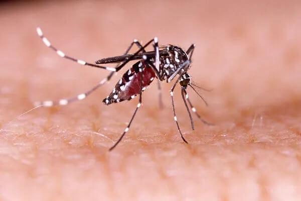 Capa Confirmada terceira morte por dengue em Tenente Portela
