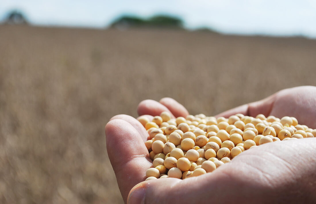 Capa Rio Grande do Sul é o terceiro maior produtor de grãos do país, aponta Conab