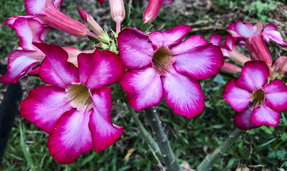Capa Primavera começa às 21h05 com previsão de temperaturas abaixo da média no RS
