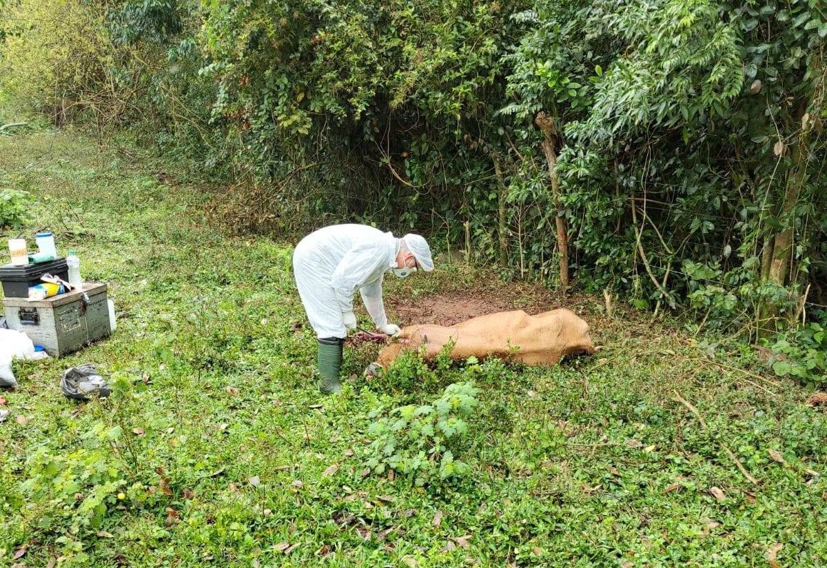 Capa Inspetoria Veterinária investiga caso suspeito de raiva herbívora em bovino em Crissiumal