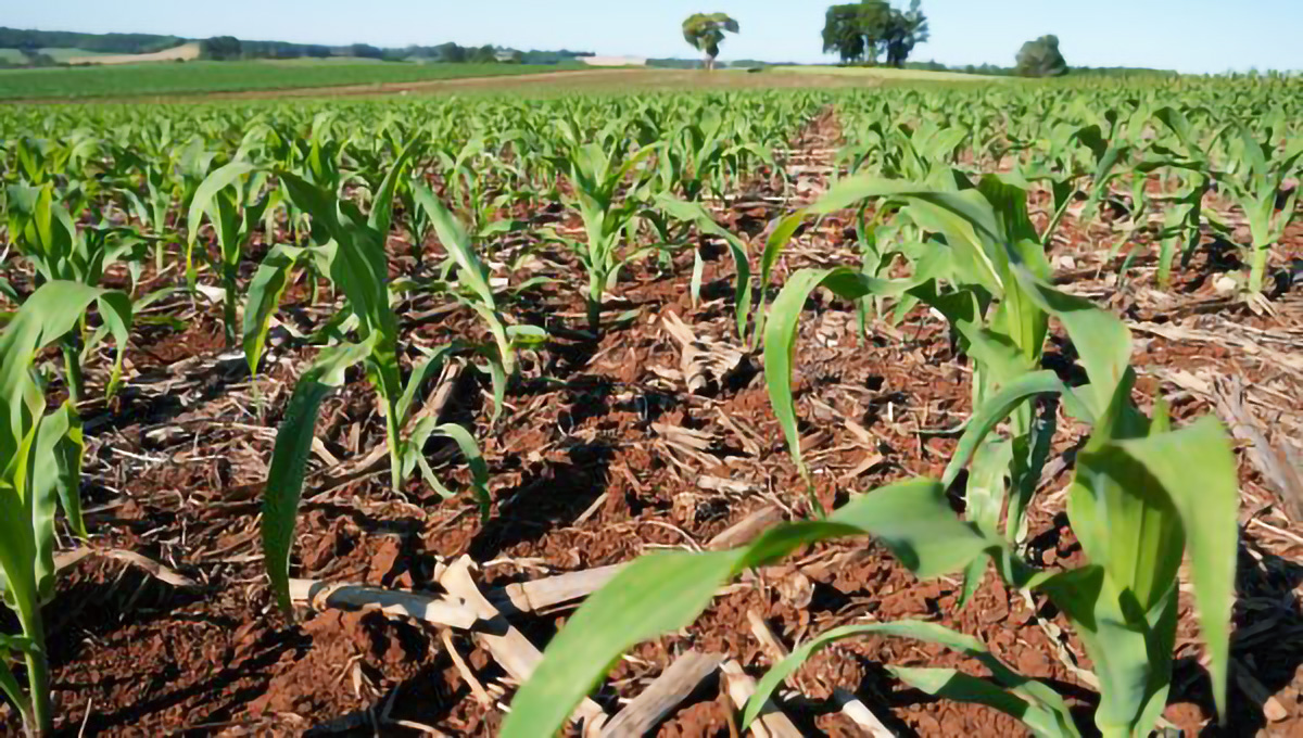 Capa Plantio do milho avança no Rio Grande do Sul e atinge 68% da área projetada para a safra de verão