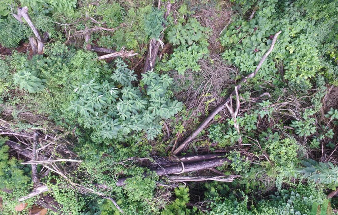 Capa Batalhão Ambiental com uso de drones flagrou desmatamento em Liberato Salzano