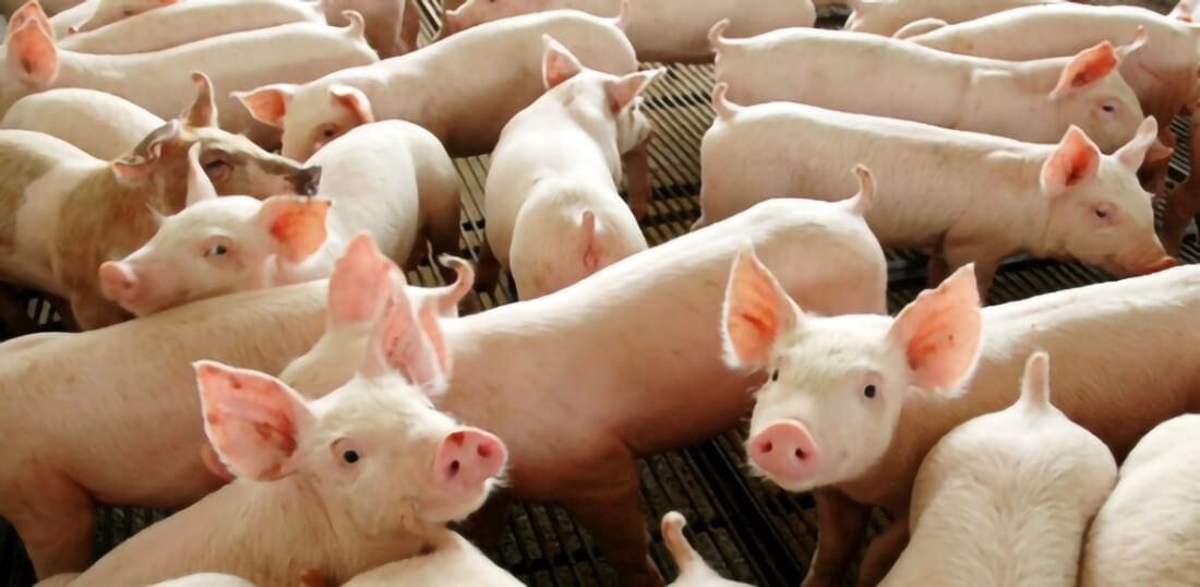 Capa Exportações de carne suína crescem 13,7% em maio