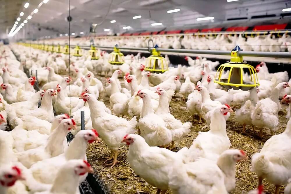 Capa Avicultura gaúcha retoma mercados após superação de caso isolado de Newcastle