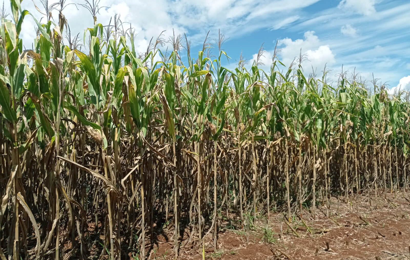 Capa Safra de milho tem redução de produtividade na região