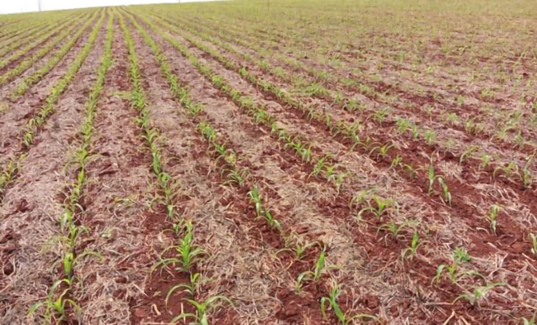 Capa Milho e silagem crescem no RS e a safra de inverno tem desenvolvimento adequado