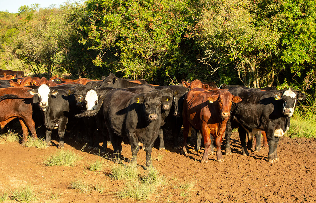 Capa Seca já influencia preços no gado e causa falta de animal bem acabado para abate