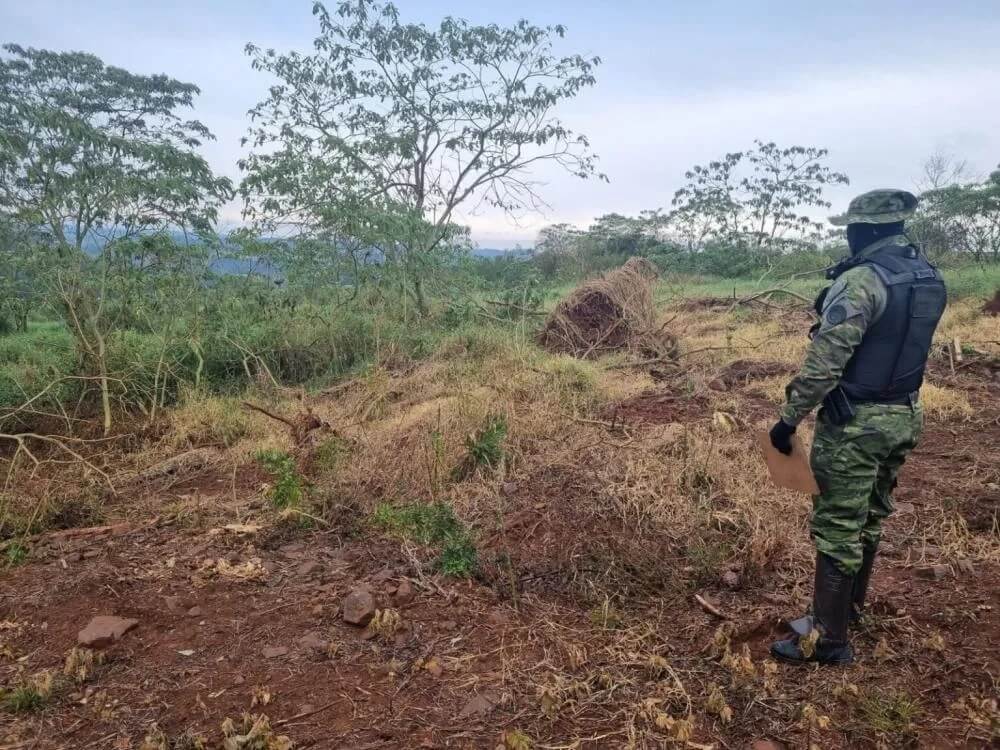 Capa Brigada Militar flagra desmatamento ilegal em Ajuricaba após alerta do MapBiomas