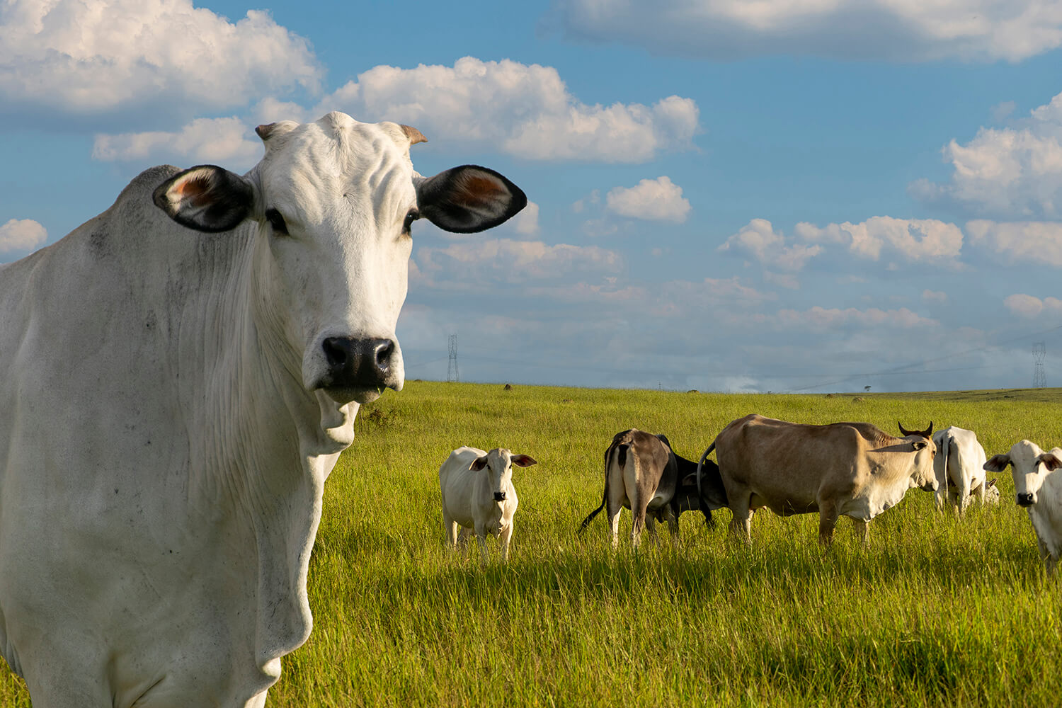 Capa Mais de 10 mil agricultores serão beneficiados com o Programa Sementes Forrageiras