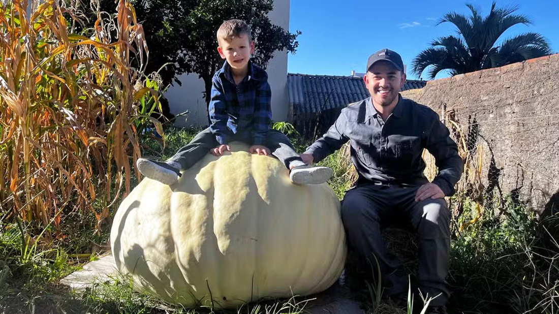 Capa Abóbora gigante de 300 kg impressiona moradores em Santa Catarina
