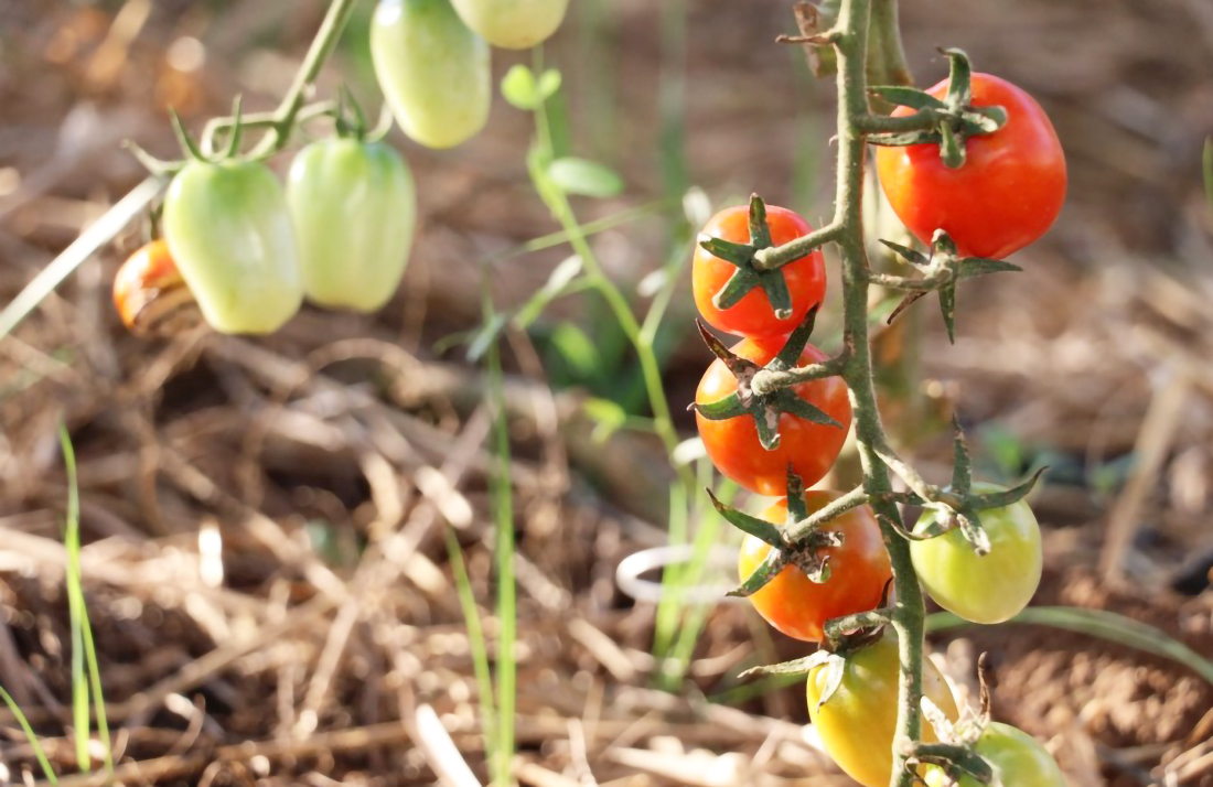 Capa Condições climáticas favoráveis proporcionam boa colheita do tomate