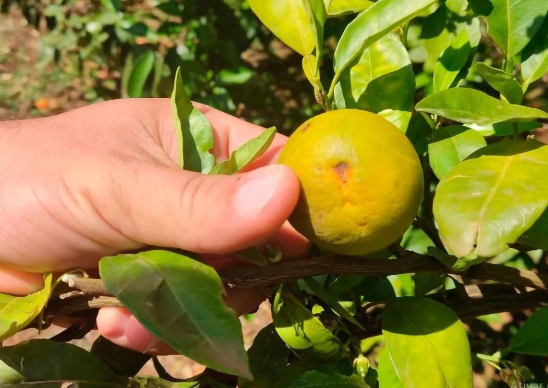 Capa Fiscalização em Palmitinho e Caiçara resultaram na identificação de 87 amostras positivas para Greening