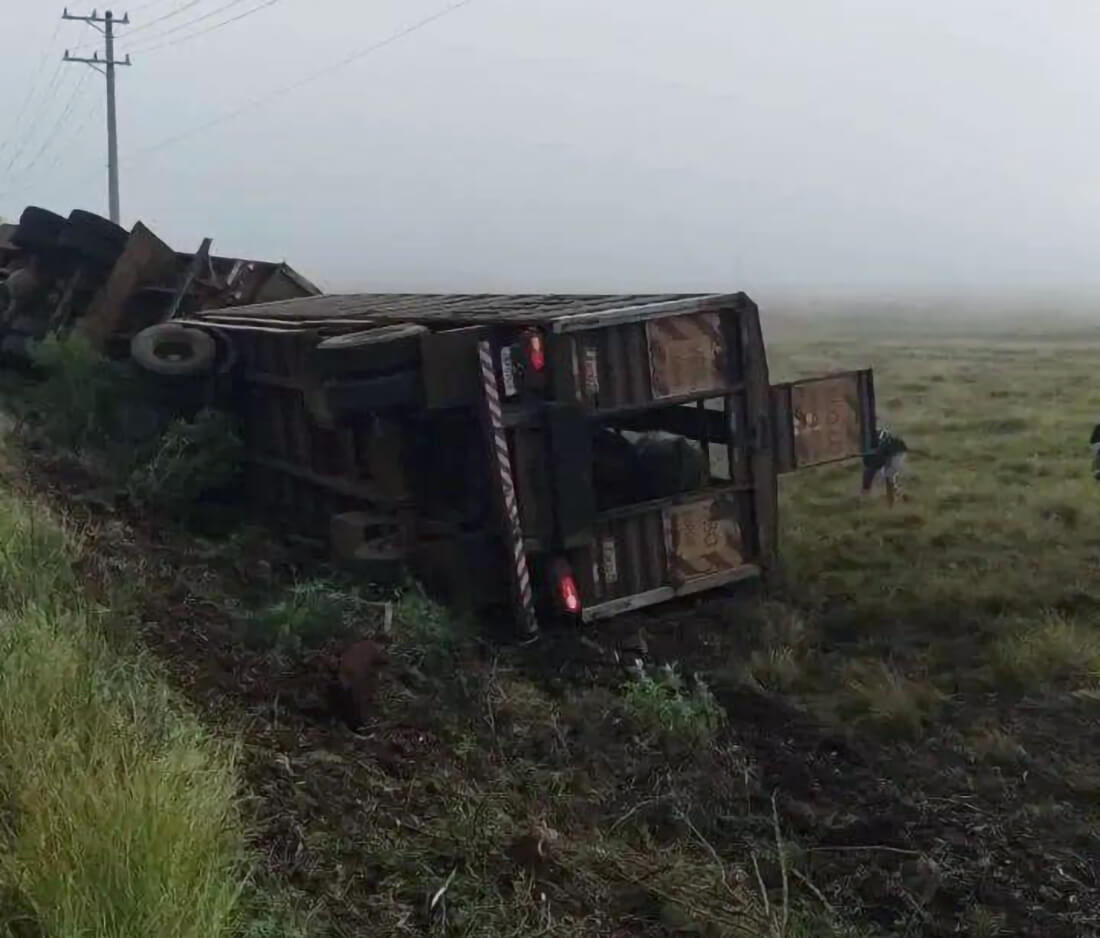 Capa Carreta carregada de gado tomba na RST-377 e deixa vários animais mortos