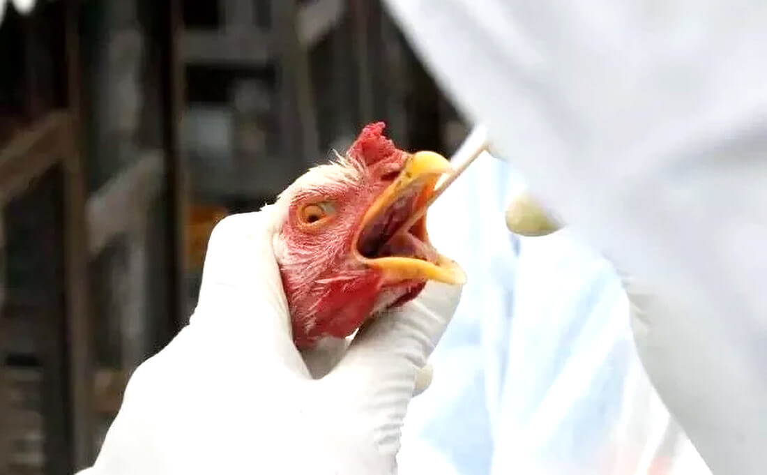 Capa Ministério da Agricultura, Seapi, Famurs e prefeituras discutem ações para prevenção da gripe aviária no Estado