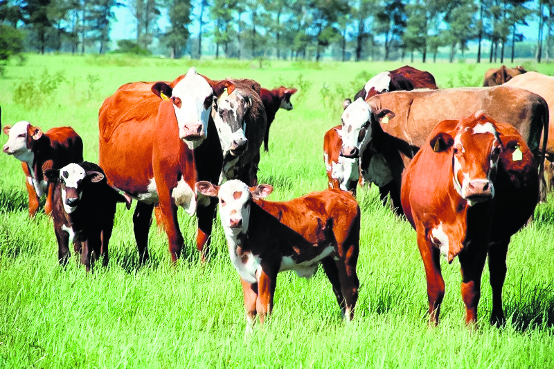 Capa Prazo final para Declaração Anual de Rebanho e Atualização Cadastral termina nesta sexta-feira
