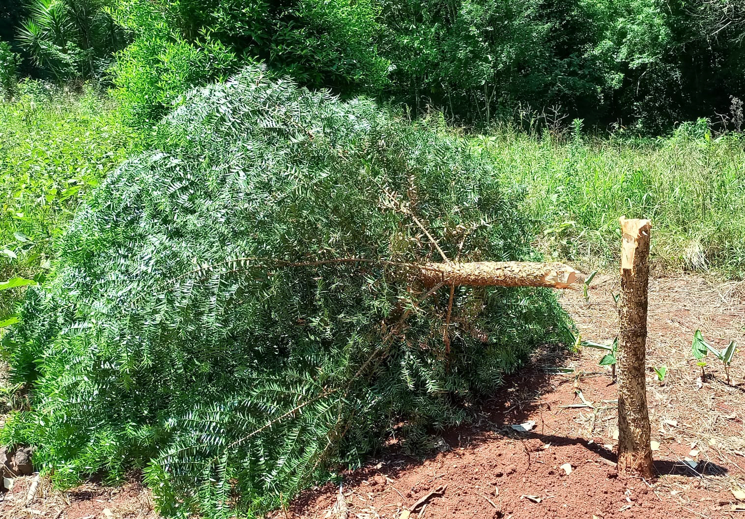 Capa Prefeitura de Três Passos emite nota de repúdio após vandalismo em pontos turísticos