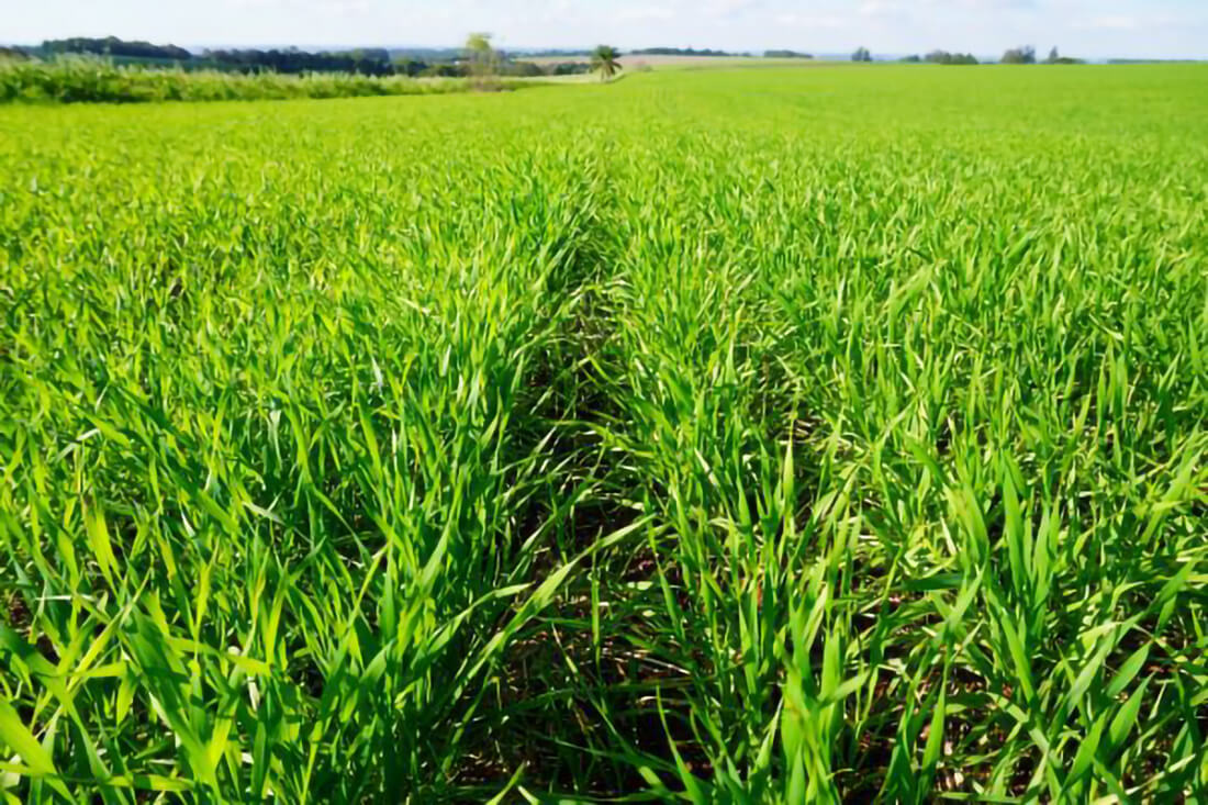 Capa Plantio de trigo no Rio Grande do Sul atinge 92% da área projetada, com recuperação das lavouras de inverno
