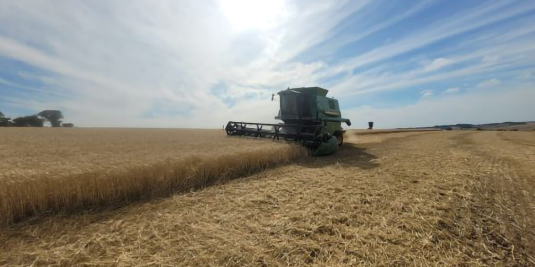 Capa Chuvas de outubro e fungo impactam safra de trigo do RS, mas estimativa de produção se mantém