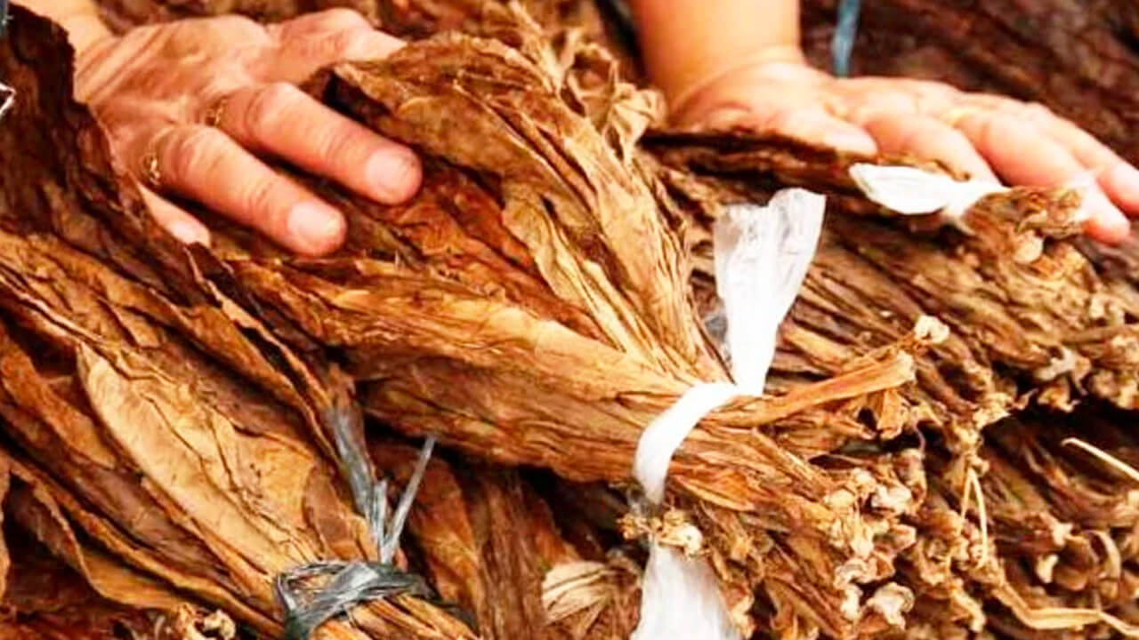 Capa Exportações de tabaco apresentam aumento de 7,6% no primeiro semestre
