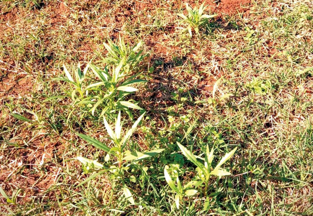 Capa Controle biológico com ovinos é o mais eficaz contra a maria-mole, planta fatal para o gado