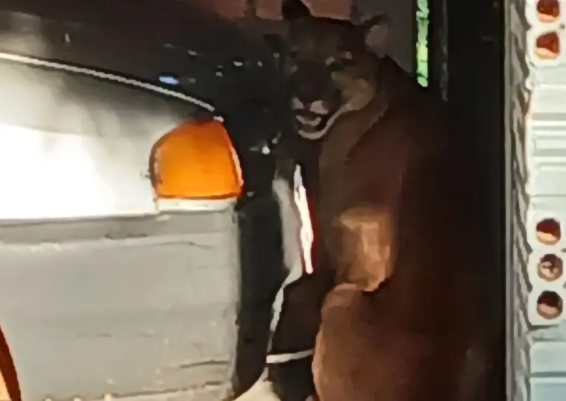 Capa Onça-parda invade garagem de residência no Noroeste do RS