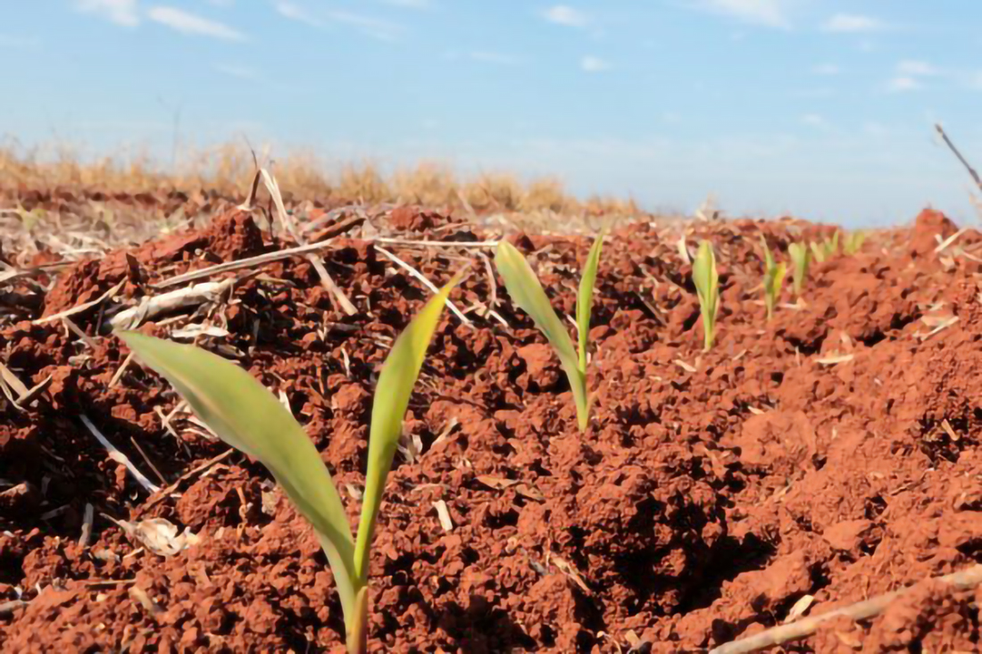 Capa Emater estima produção de quase sete milhões de toneladas de milho para a safra gaúcha