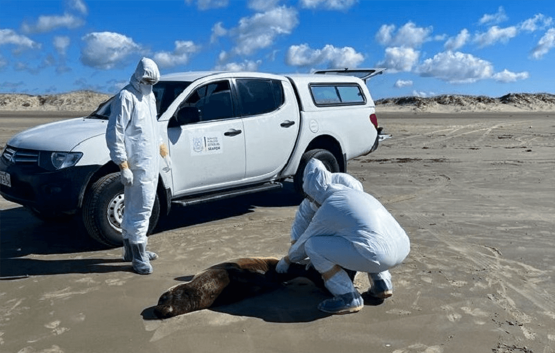Capa Com mais de 600 animais mortos, gripe aviária demanda cuidados para quem vai ao Litoral gaúcho