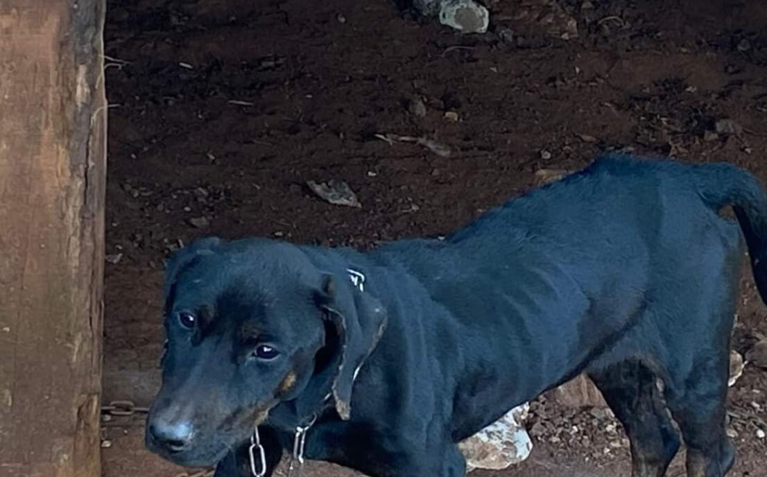 Capa Brigada Militar flagra cães em situação de maus-tratos em Cruz Alta
