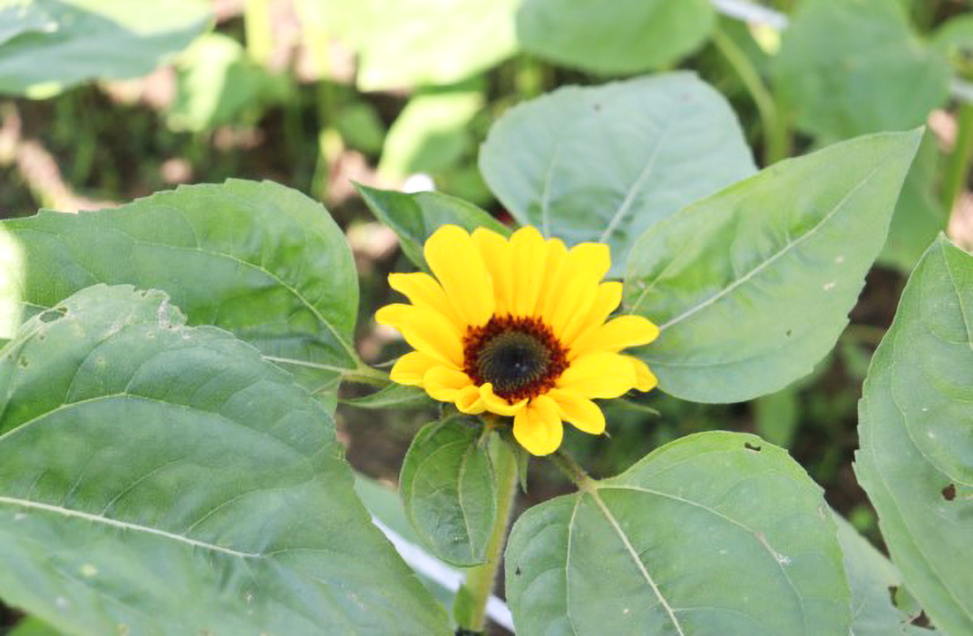 Capa Floricultura é alternativa de diversificação para a agricultura familiar