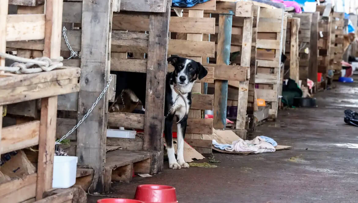 Capa Rio Grande do Sul lança plano de ajuda a animais