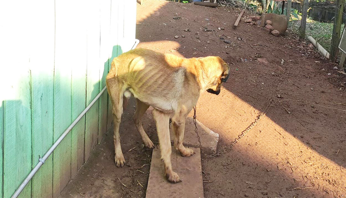 Capa Mulher é presa por maus tratos a cães na cidade de Três Passos