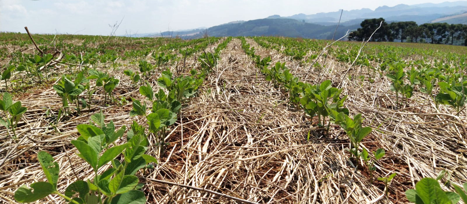 Capa Soja atinge 25% da área projetada para safra de verão no RS