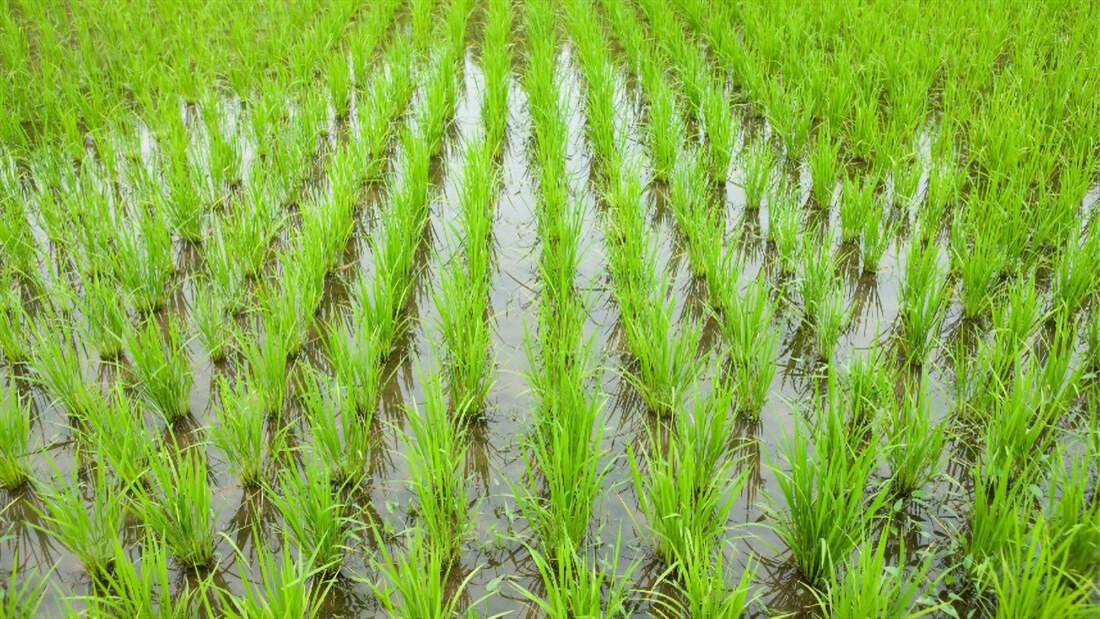 Capa Arroz da Tailândia pode ser solução para perdas previstas no RS
