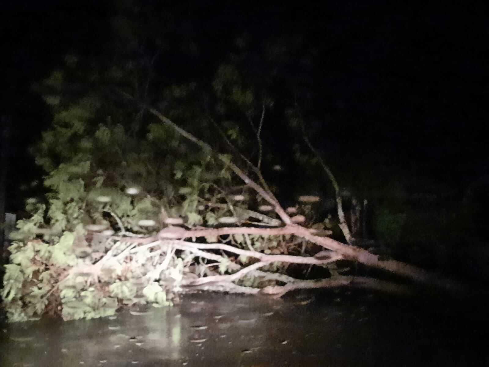 Capa Temporal derrubou árvores na ERS 330 em Tenente Portela e Derrubadas
