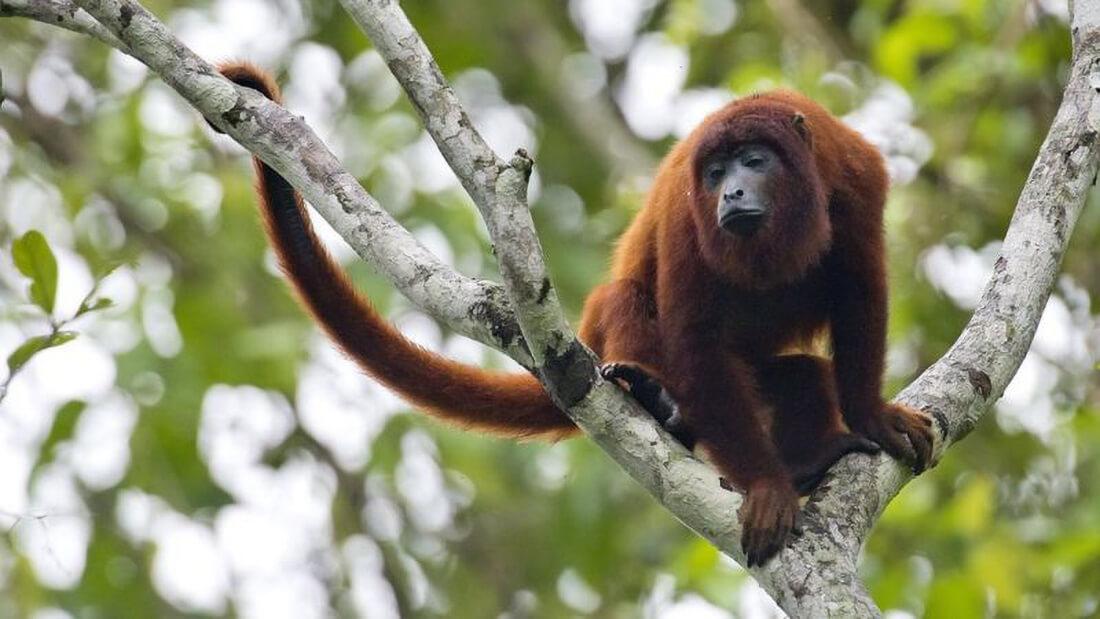 Capa Vigilância em Saúde confirma caso de febre amarela identificada em macaco na região das Missões