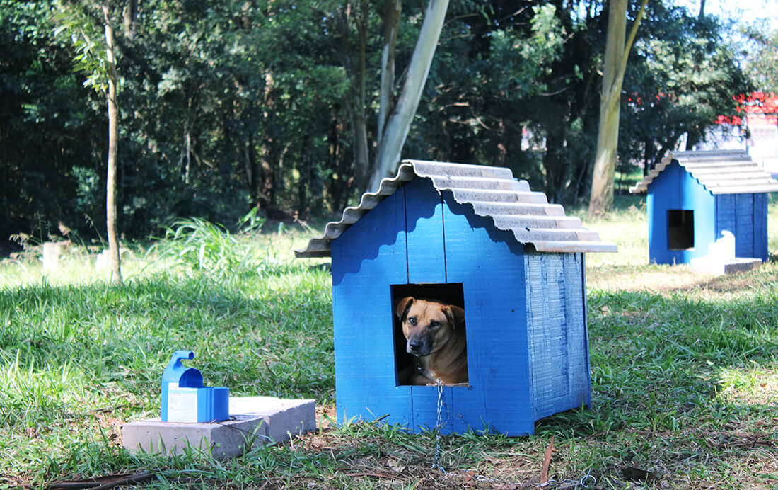 Capa UFSM-PM lança Projeto CãoViver para acolhimento e manejo responsável de cães