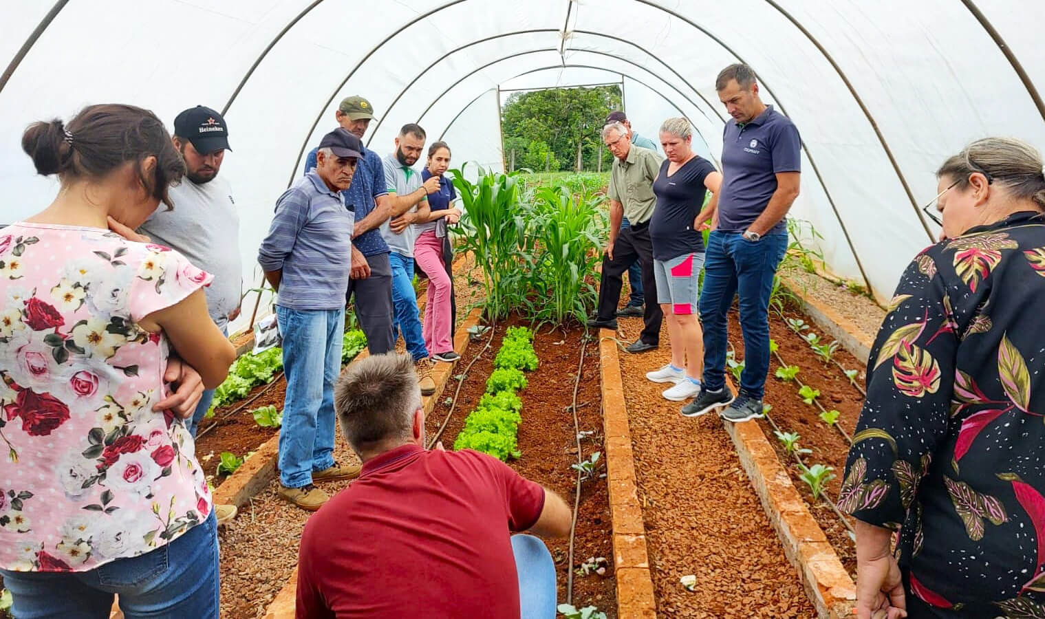 Capa Tecnologias e inovações na olericultura são destaques de dia de campo em Frederico Westphalen